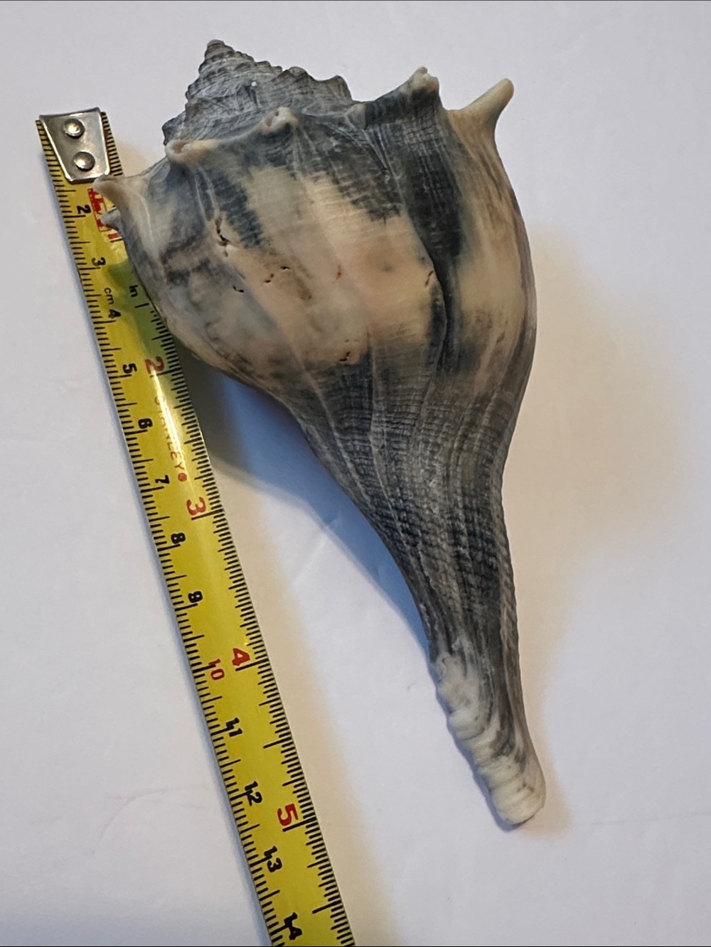 Decorative Natural Lightening Whelk Sea Shell Pair in Gray and Cream - Picture 6 of 7